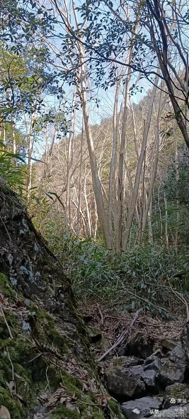 探秘楠溪江源头之三——初探这片鲜为人知的原始森林