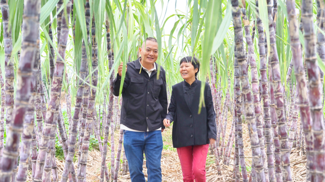 风吹蔗浪！孝昌这片田园风光藏不住了