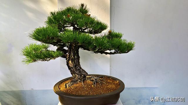 中山公园的秋，是写给武汉的一首诗