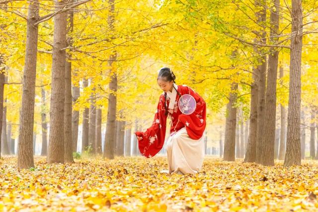 领取限定“杏”运！抓紧来看金色山东