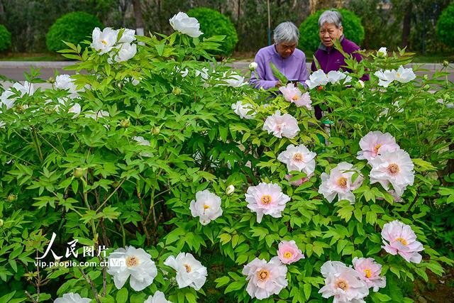 河南洛阳：牡丹花开
