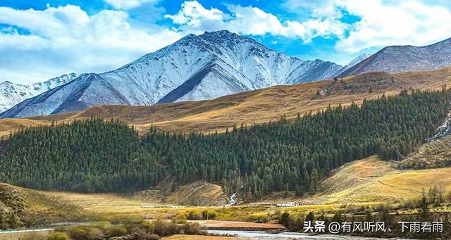 金胡杨卧戈壁，风摇碎满树秋阳