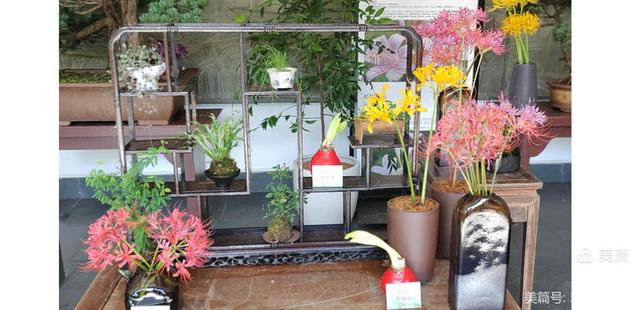 游西湖：杭州植物园之石蒜花展