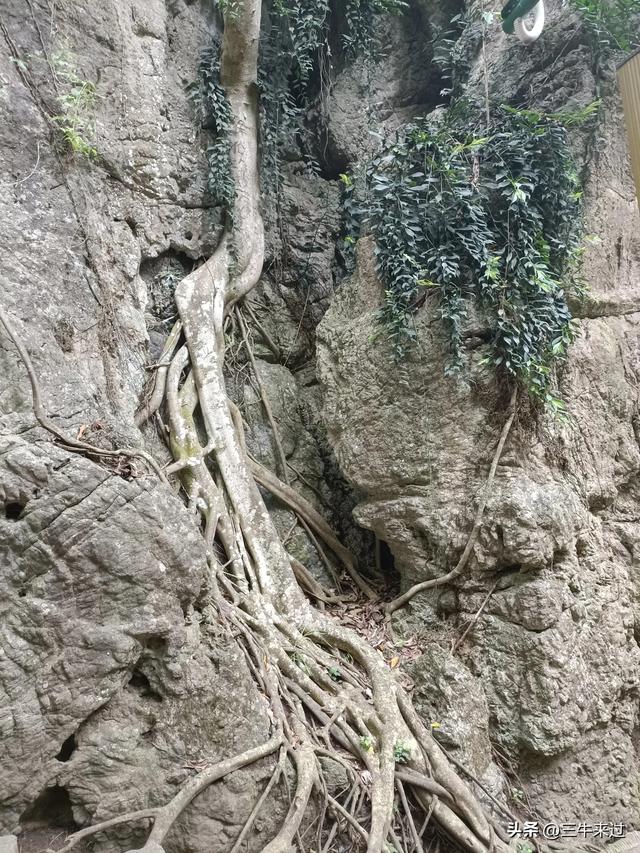 无为在歧路，贵州六日行（8）～黄果树