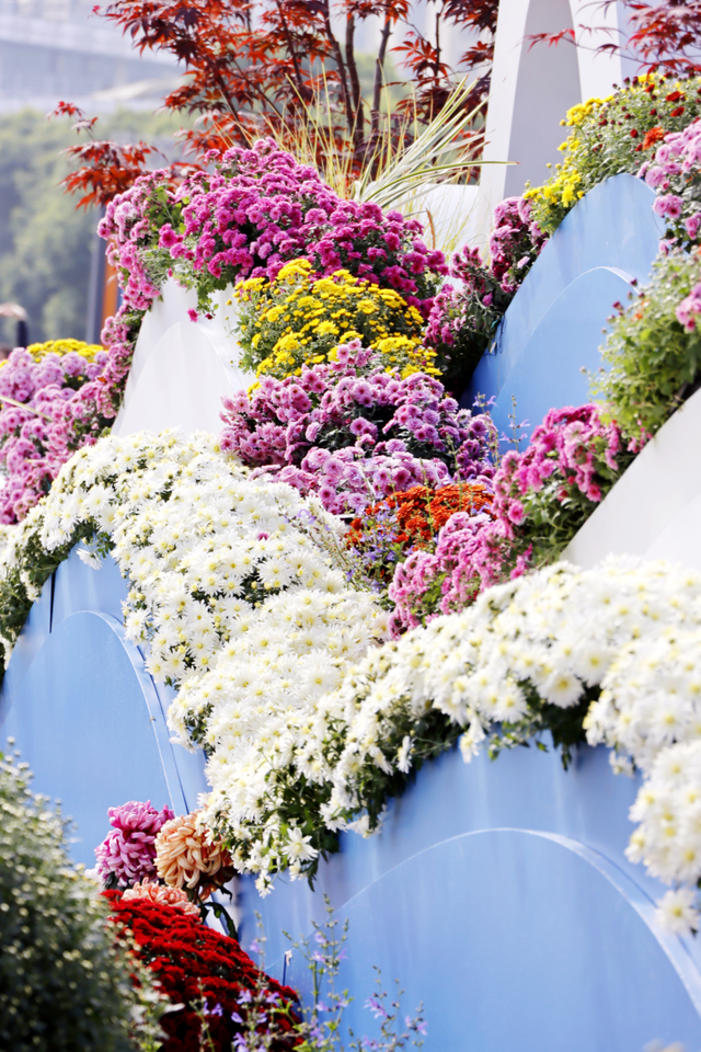 年度金秋盛宴来了，武汉城建集团邀您逛菊展、赏名菊、拍美照！