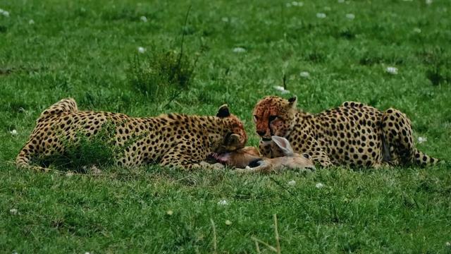 花5万远赴非洲追狮，一场属于中产的精神自救