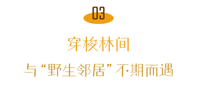 喇叭河五彩斑斓的秋天，就这样闯闯闯入视野！
