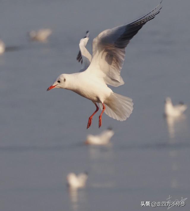 深圳湾观鸟：海舞鸟歌映盛世