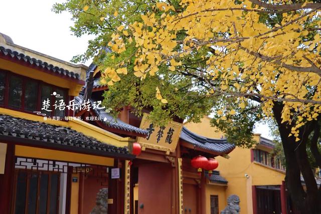浙江宁波这座千年古寺不鸣则已，一鸣就美哭了，银杏林拍照太出片