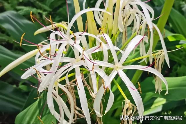 把夏天泡进花海里！前茅公园的浓烈+园博园的清新，快来享用双份“夏日特调”