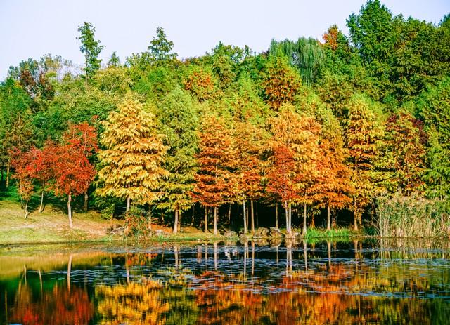 南京秋日童话已上线！这条钟山赏枫路线，藏着整个金陵的浪漫