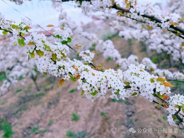 梨花又开放，铁营镇大白张村第三届梨花节邀您共赴春日盛宴！