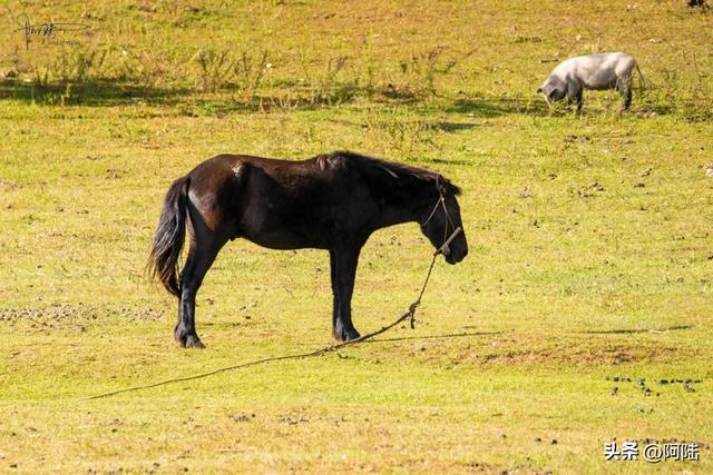 泸沽湖畔也有青青草原,除了牛马羊外,还放养着不少黑猪和白猪