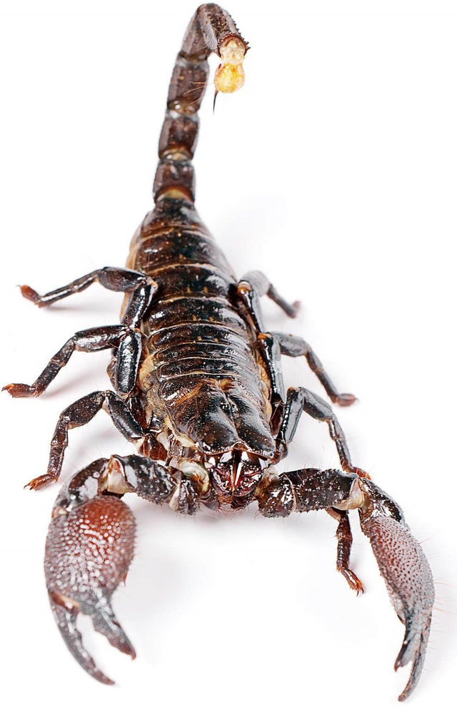 阿里88与哪吒3的故事：乘法表超快巧学大秘诀魔法花园（1）