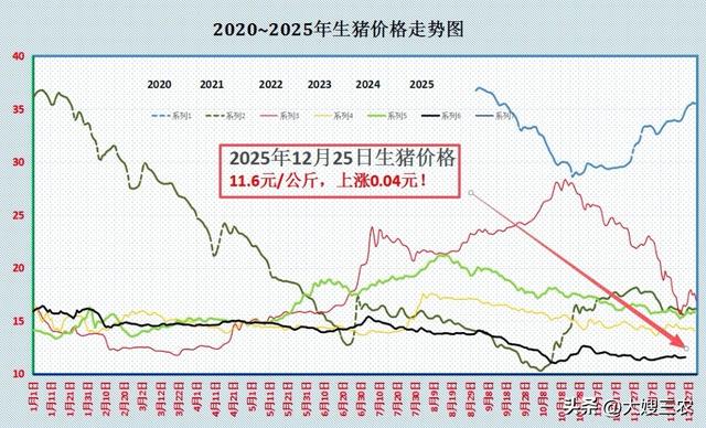 【明日猪价】12月25日继续上涨，猪价连续三天反弹，一路小幅走高