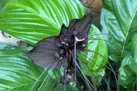 森林里的“老虎须”箭根薯，你见过这种植物吗？图片