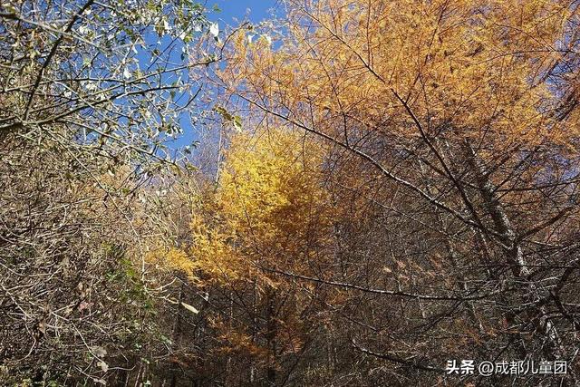 成都不远！这三个地方的红叶，美得很超过！