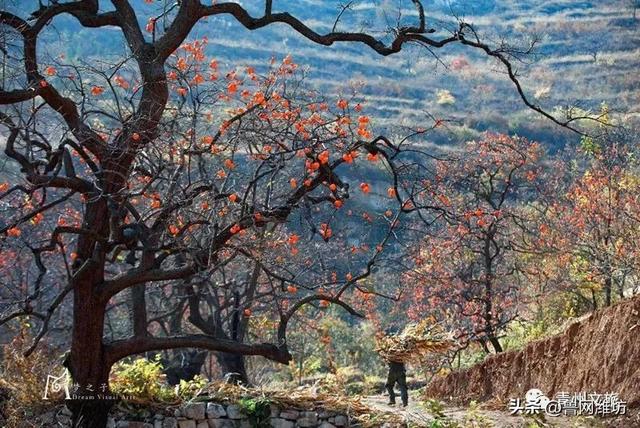 秋天的潍坊，是谁惊艳你的朋友圈？