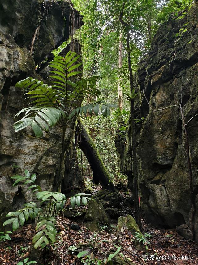 马来西亚(30)砂拉越州④姆鲁山徒步线路