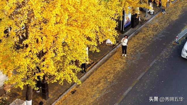 飞阅五华•“杏”运来袭|“云”上赏杏，快来Pick你最心动的“杏”运时刻