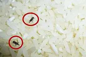 大米生虫，不能暴晒！米虫最怕这3招，米袋里放一点，一年不生虫图片