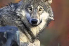 橡树坡血战：长白山狼群奇袭野猪群，猪王战死，狼群重伤|故事图片