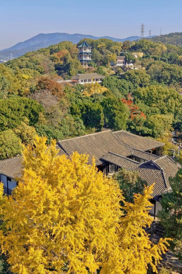 无锡这条路，又火了！