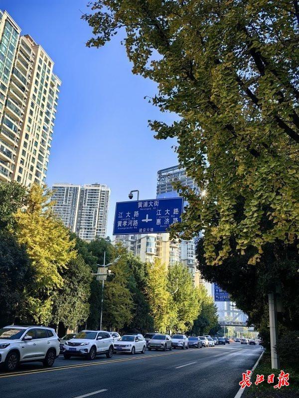 武汉街头4万株银杏披上“黄金甲”，这些地方是最佳观赏点