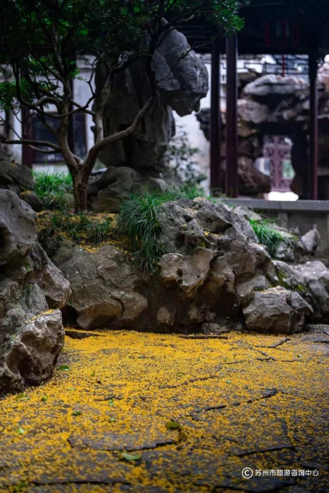 “香香”模式即将开启，桂花味线路给你准备好啦