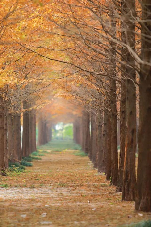 答应我，这个秋天一定要来日照！