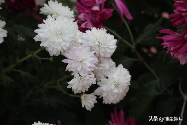 小区里的“菊展”，家门口的美景