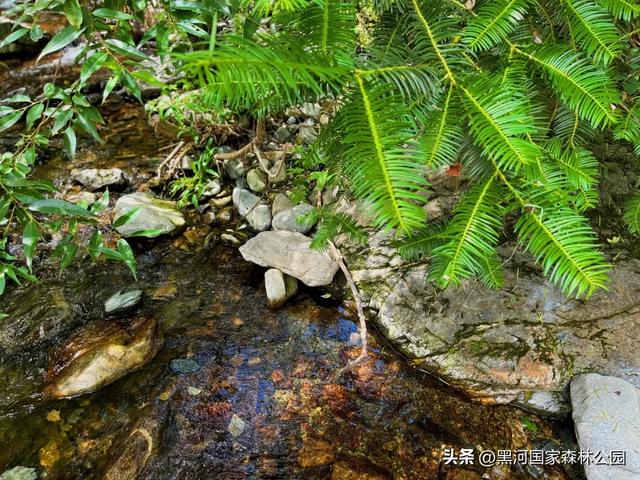 高温别怕！进山纳凉来黑河，山水环绕凉快极了！