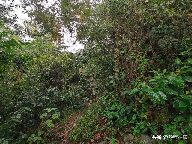 寻找一个古人类遗址不遇，居然无意间发现了一个躲匪洞