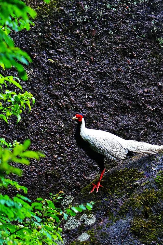 快来抱抱~ | Welcome to 疯狂·武夷山·动物城