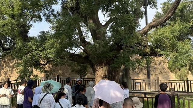 白水仓颉庙景区游客爆棚，旅游热度持续上升！
