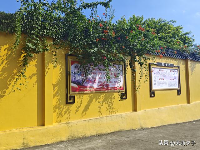 福鼎市区一日游：从白茶发源地到市井小吃赏唐风建筑品山海韵味