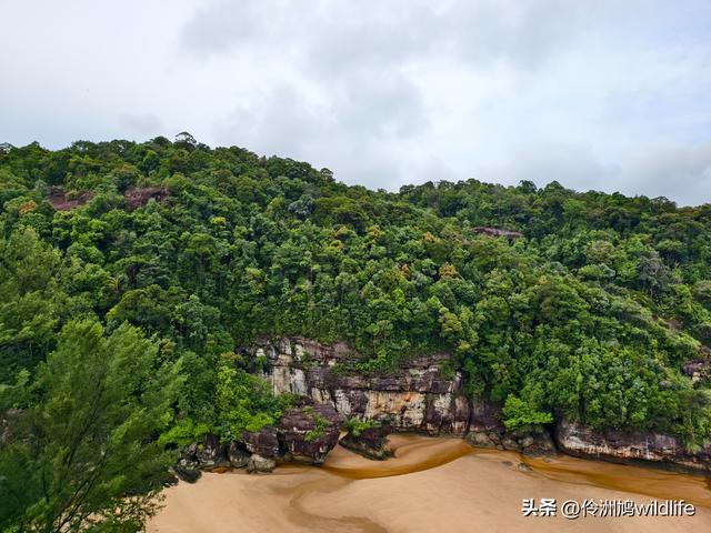 马来西亚(36)砂拉越州⑩峇哥国家公园夜间徒步体验