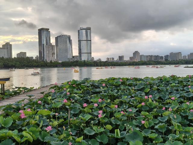 夏日的玄武湖公园荷花四面环绕。