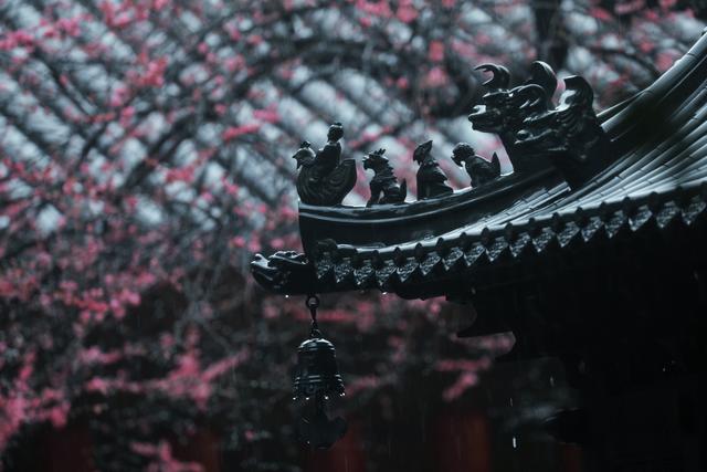 大年初十，春雨中，铁佛寺。一场六瓣梅的告别，看哭了所有人