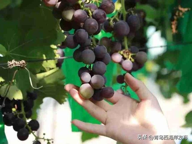 鲜 果 上 市 ！