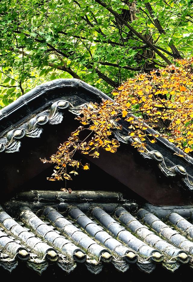 半烟火半诗意：潍坊园林的美，从不被定义