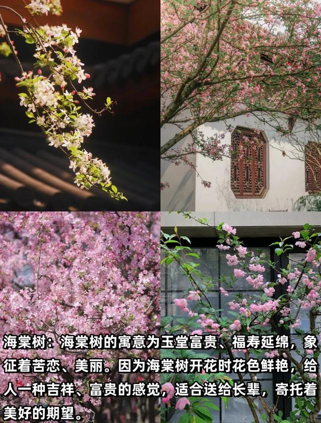 “富不富，院中树”树不是乱种的！院子种树记住三要四不要！