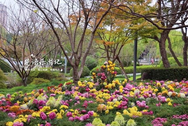 宁波城区新增一处菊花展，宋韵与动漫元素相结合，成秋日限定美景