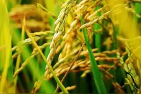 大米的世界版图：探寻全球主要稻米生产国图片