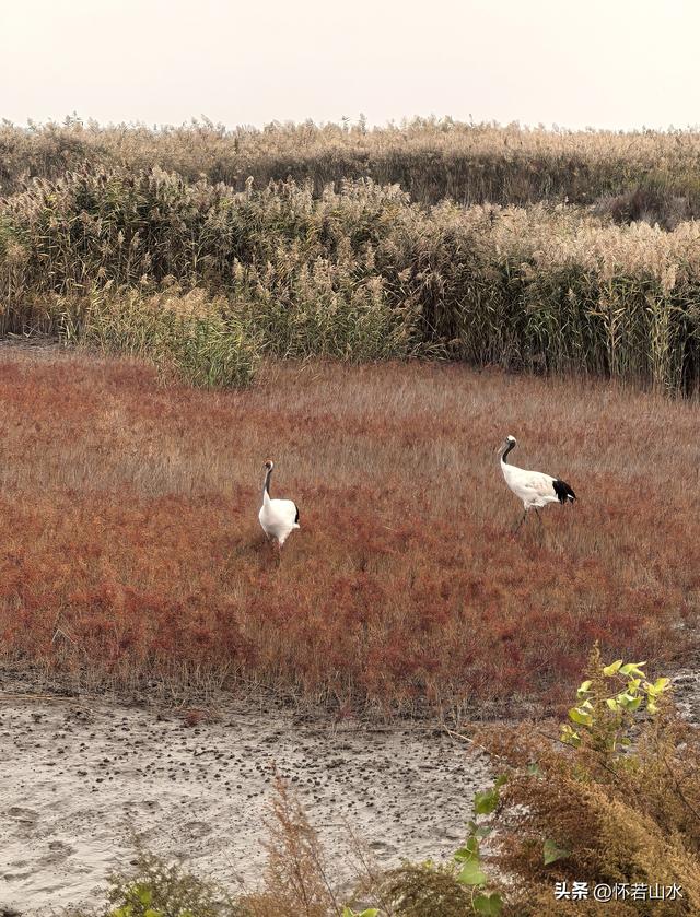 2025辽宁赏秋之旅日记(6)——到辽河口中国最北海岸线看日出 观鸟