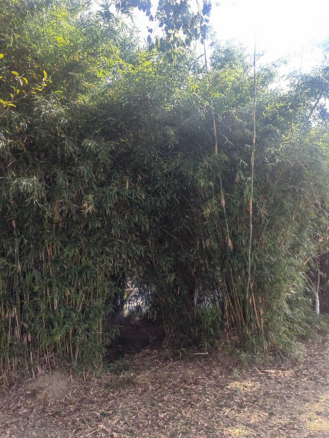 巡游嘉兴小记（1）——嘉兴三塔公园