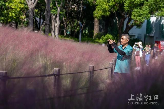 高温难挡“浪漫粉”！粉黛乱子草登场~