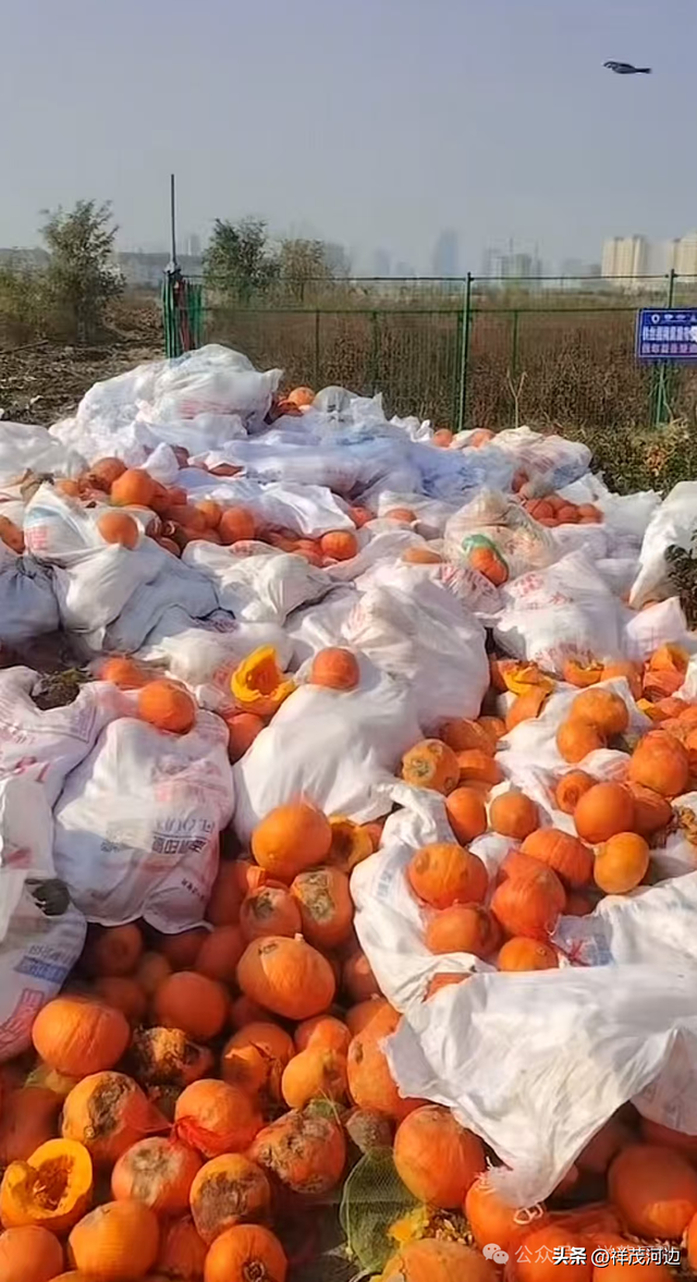 狂欢节后，青岛东方伊甸园景区将“南瓜”们堆成“垃圾山”？