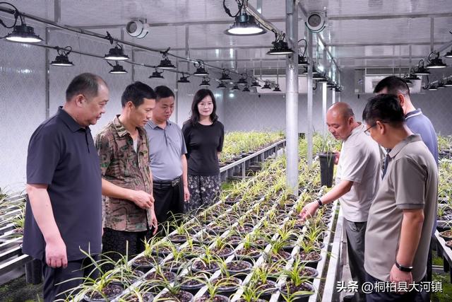 桐柏县大河镇：“蕙兰之夜” 群众文化活动绽放魅力 特色产业激活经济新动能