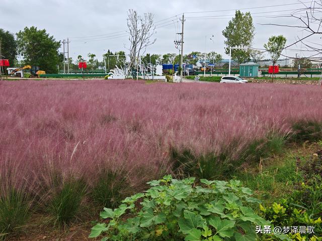 云梦仙境花开十月花雾醉游人